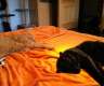 2 wunderschöne Hauskatzen suchen ein...